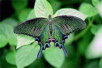 organization page butterfly